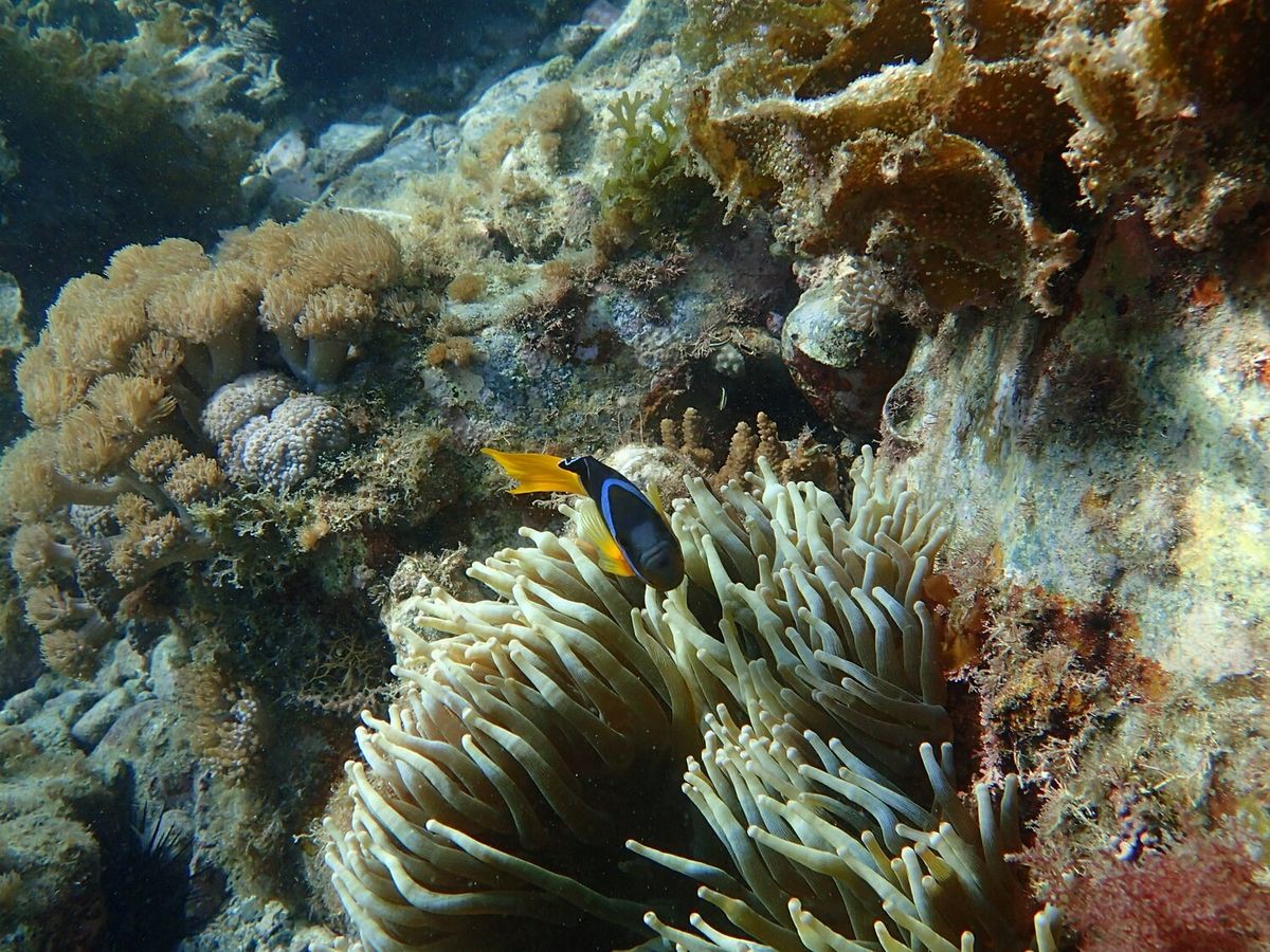 渦　ダイゴ　ゆびにんぎょう　5個 渦 ダイゴ ゆびにんぎょう 5個 渦 ダイゴ ゆびにんぎょう 5個 渦