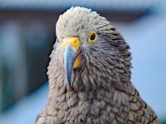 クイーンズタウン⇔マウントクック・テカポ 観光送迎サービス 世界遺産アオラキ・マウントクック国立公園での軽ハイキング付き＜9～5月／日本語ドライバーガイド＞