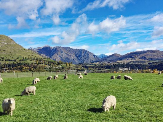 クイーンズタウン⇔マウントクック・テカポ 観光送迎サービス 世界遺産アオラキ・マウントクック国立公園での軽ハイキング付き＜9～5月／日本語ドライバーガイド＞