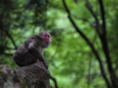 野生動物 サル