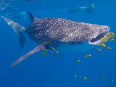 Whaleshark - Chiara Bussini