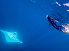 Oceanic Manta - Chiara Bussini