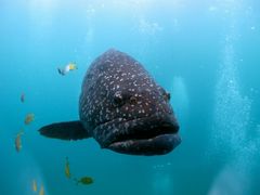 Massive Grouper - Exmouth Dive & Whalesharks Ningaloo
