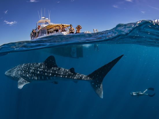 Whalesharks & Swimmer under Boat - Kiss The Dolphin