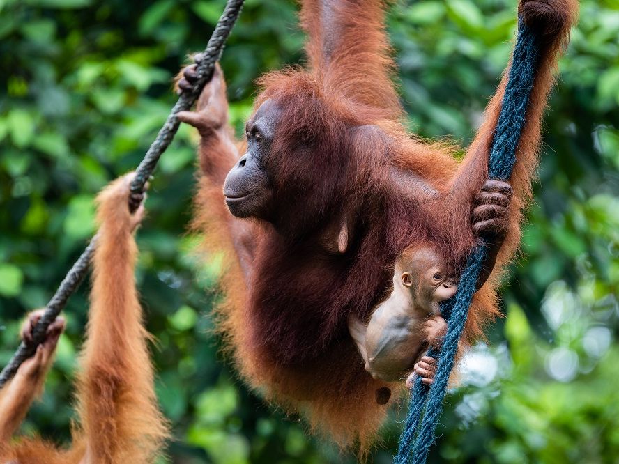 オランウータン☻ オランウータン - Wikipedia