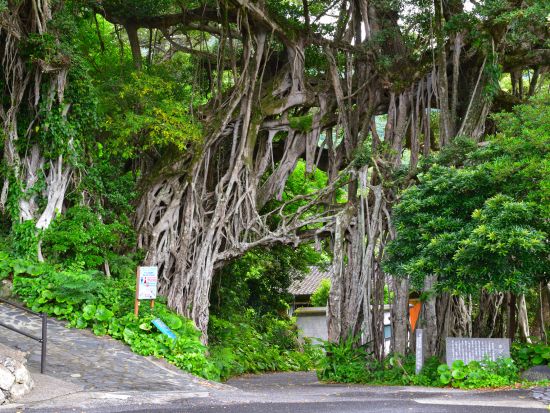 屋久島周遊 午前半日バスツアー 「やくざる号」で行く大川の滝＋西部林道＋いなか浜 ＜1名より催行＞by 屋久島ツアーオペレーションズ