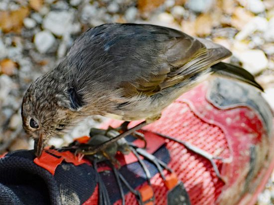  ルートバーン・トラック1日ハイキングツアー 世界遺産アスパイアリング国立公園を散策！＜日本語ガイド／クイーンズタウン発着＞
