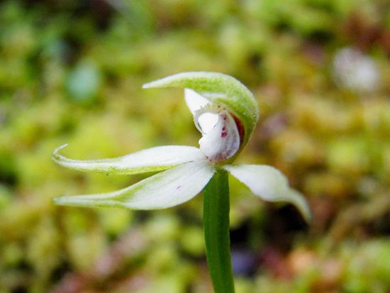 ガイドが見つけた小さなランの花