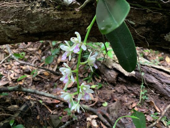 奄美南部発トレッキングツアー　認定ガイドと行く！奄美の固有種や絶滅危惧種の観察トレッキング　＜半日／瀬戸内町発＞by Cross Island