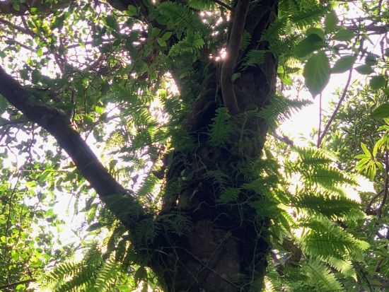 奄美南部発トレッキングツアー　認定ガイドと行く！奄美の固有種や絶滅危惧種の観察トレッキング　＜半日／瀬戸内町発＞by Cross Island