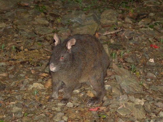 【瀬戸内町エリア送迎可能】奄美大島南部ナイトツアー 認定ガイドがご案内！　夜の森で奄美大島固有の動物たちを探索！＜瀬戸内町発着＞ by Cross Island
