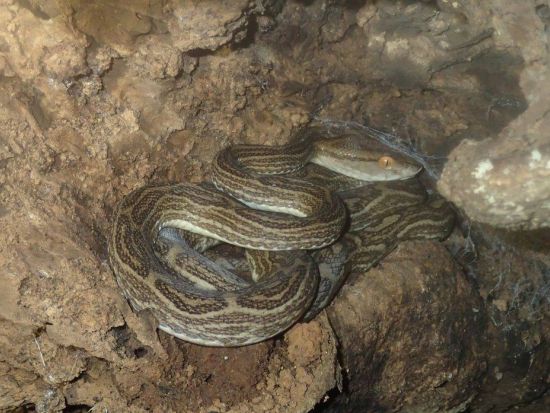 【瀬戸内町エリア送迎可能】奄美大島南部ナイトツアー 認定ガイドがご案内！　夜の森で奄美大島固有の動物たちを探索！＜瀬戸内町発着＞ by Cross Island