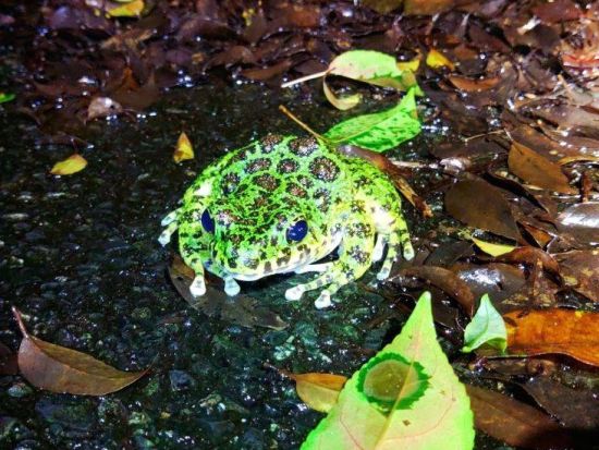 【瀬戸内町エリア送迎可能】奄美大島南部ナイトツアー 認定ガイドがご案内！　夜の森で奄美大島固有の動物たちを探索！＜瀬戸内町発着＞ by Cross Island