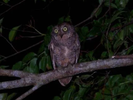 【瀬戸内町エリア送迎可能】奄美大島南部ナイトツアー 認定ガイドがご案内！　夜の森で奄美大島固有の動物たちを探索！＜瀬戸内町発着＞ by Cross Island