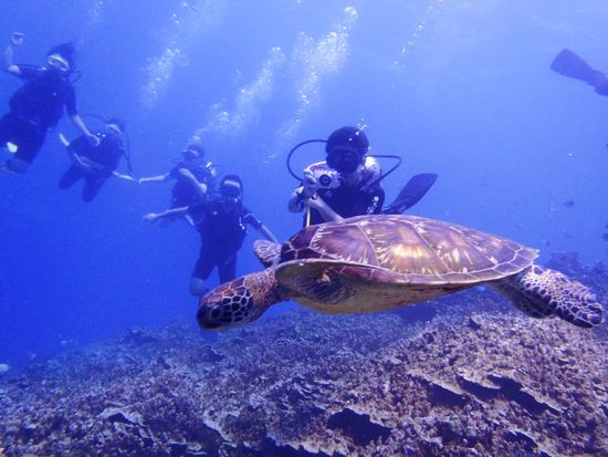 間近のカメに大興奮