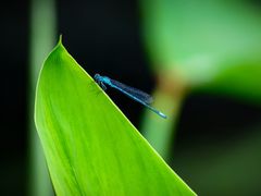 pixta_81191639_M