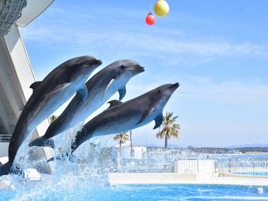 マリンワールドイルカ