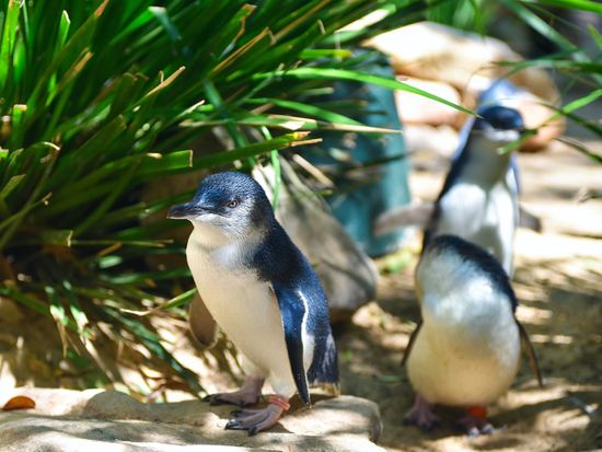 Australia_Melbourne_Phillip Island_Blue Penguins_shutterstock_402215596