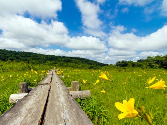 世界谷地のニッコウキスゲと木道pixta_5126963_M