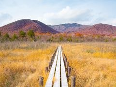 栗駒山の草紅葉の世界谷地と木道pixta_71212077_M
