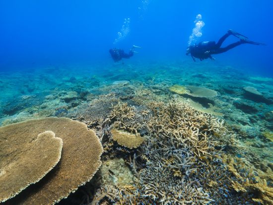 ファンダイビング 小型平船タイプの船から揺れに強いカタマラン船あり 全面バリアフリー設計の共有スペース完備　＜Cカード取得者のみ／瀬戸内町＞byゼログラビティ