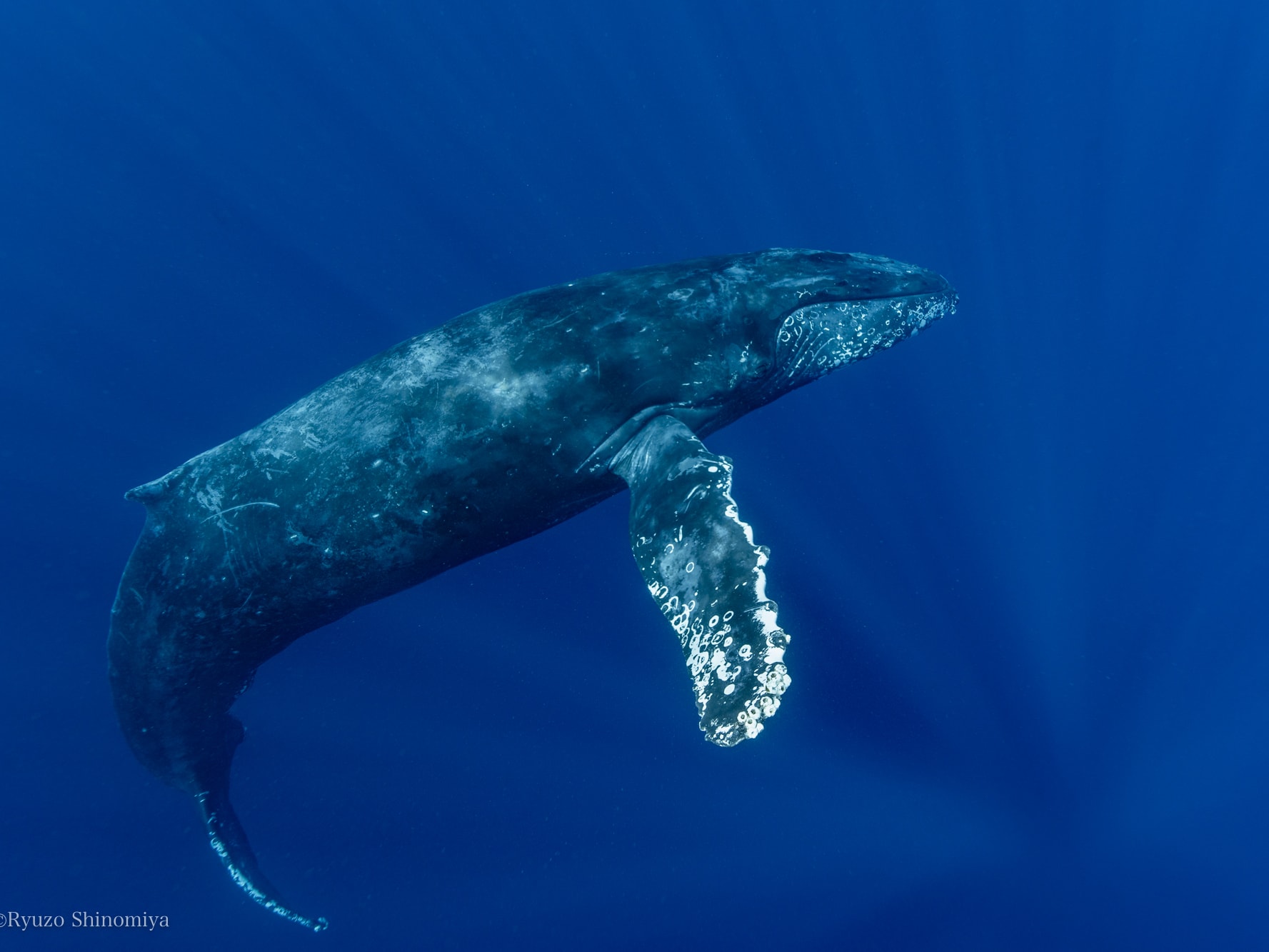 ホエールスイム（※参加条件あり）船の上と海の中でクジラと出会う感動