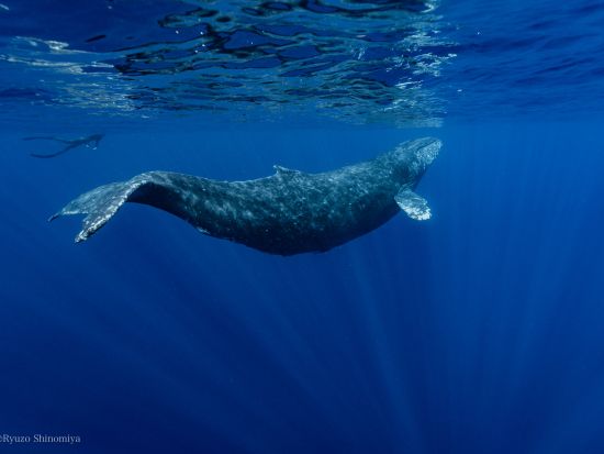 ホエールスイム（※参加条件あり）船の上と海の中でクジラと出会う感動の体験＜1～3月／瀬戸内町＞by ゼログラヴィティ