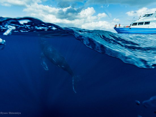 ホエールスイム（※参加条件あり）船の上と海の中でクジラと出会う感動の体験＜1～3月／瀬戸内町＞by ゼログラヴィティ