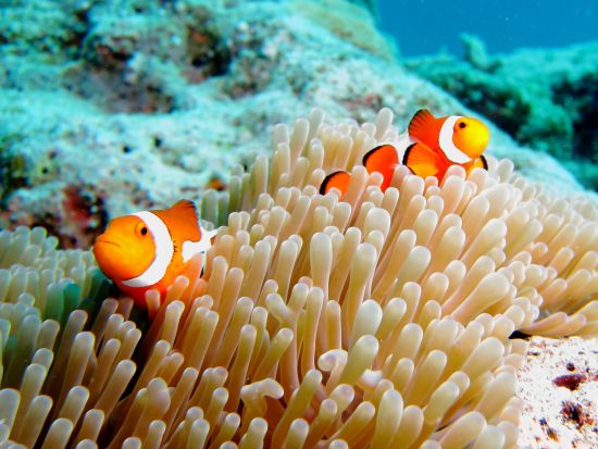 【7月中旬～9月下旬限定】無人島シュノーケリング 福江港からショートクルージングを楽しみながら屋根尾島へ！＜福江島・五島市＞ by 五島ダイビングラグーン