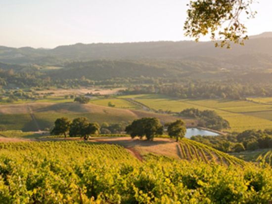 ソノマバレー ワイントロリーで巡る1日ワイナリー ツアー ランチ付き＜3軒／英語／ソノマ発着＞byNapa Classic Wine Trolley Tour