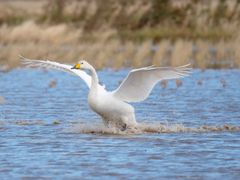 冬水田んぼに着水するオオハクチョウpixta_60525478_M