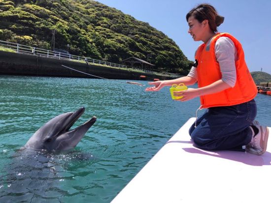 イルカ餌やり体験　イルカパークで一番人気のプログラム！デッキの上からイルカたちにごはんをあげよう ＜約30分／入園料込み／壱岐市＞