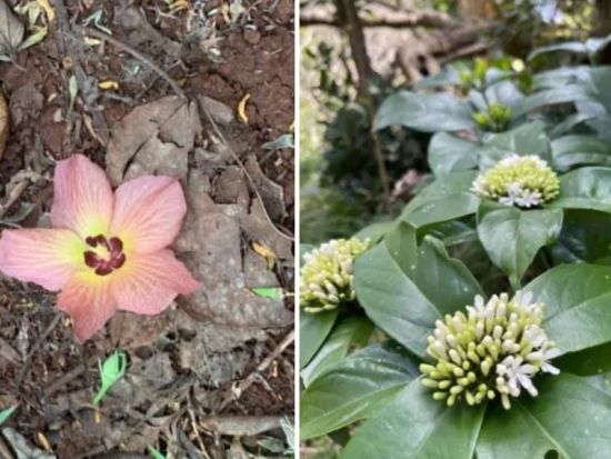 母島満喫3日間パックプラン！島内観光・トレッキング・ガイドおまかせ体験を贅沢に全て堪能しよう＜小笠原諸島・母島発＞