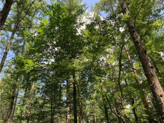 富士山麓プチダウンヒル・ロングコース　富士山・樹海の大自然をMTBで駆け降りる！＜富士河口湖町＞