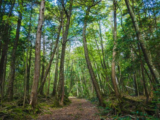 富士山麓フィトンチッドツアー・ミドルコース　MTBで森の中を駆ける！＜富士河口湖町＞