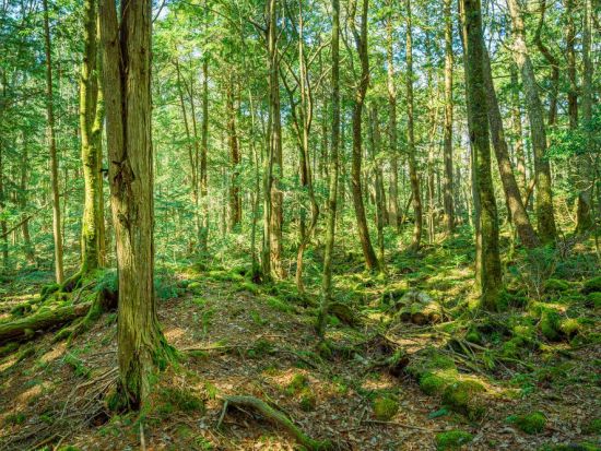 富士の樹海をサイクリング＆トレッキングツアー！暗闇と静寂広がる溶岩洞窟探検も！＜午前・午後／富士河口湖町＞