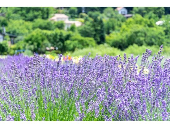 地元ガイドの案内で行く！河口湖一周サイクリングツアー　富士山の雄大な自然を存分に満喫！＜富士河口湖町＞