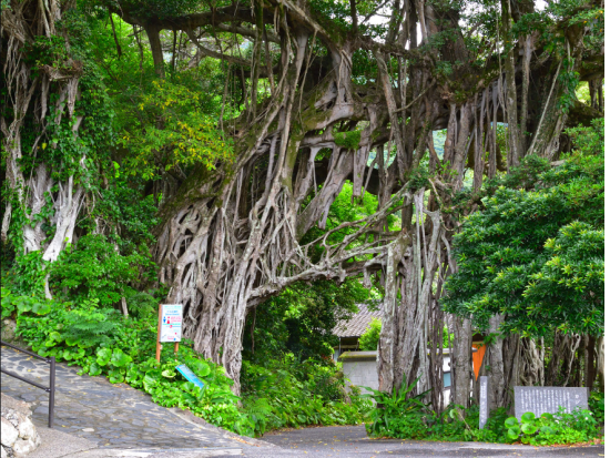 安房川リバーカヤック＆島内観光ツアー　屋久島公認ガイド田脇さんと行く！半日カヤック体験とアレンジ可能なあなただけのオリジナル島内観光　by ショアーズ