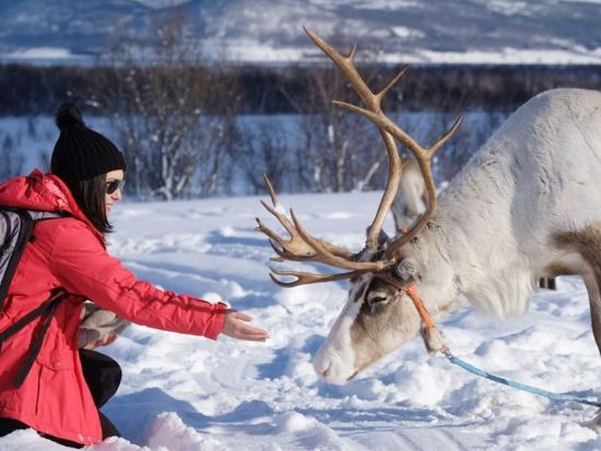 トナカイぞりと餌やり体験＆サーミ文化体験ツアー！伝統料理「ビードス」のランチ付き＜11～4月／英語ガイド／トロムソ発＞