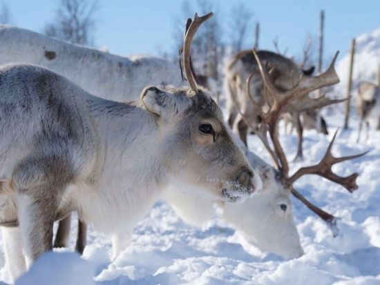 トナカイぞりと餌やり体験＆サーミ文化体験ツアー！伝統料理「ビードス」のランチ付き＜11～4月／英語ガイド／トロムソ発＞