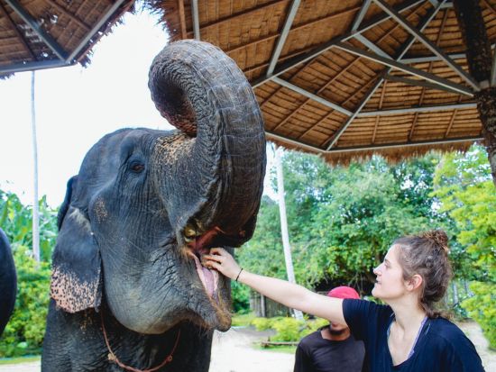 【クラビ発】アオナン・エレファント・サンクチュアリ半日ツアー　餌づくり・餌やり・マッドスパ・水浴びを体験＜午前・午後／英語ガイド＞