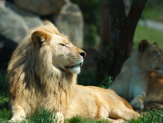 東京発日帰りバスツアー　富士サファリパークで動物たちとふれあい体験！大人気ジャングルバス乗車付き＜新宿発＞