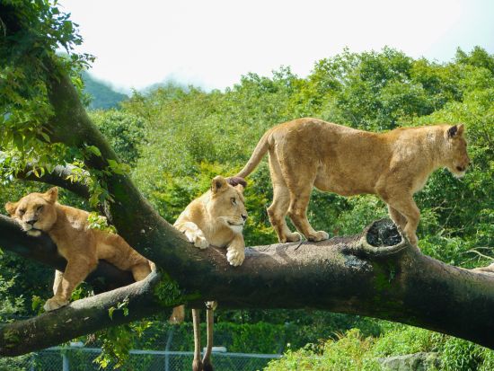 東京発日帰りバスツアー　富士サファリパークで動物たちとふれあい体験！大人気ジャングルバス乗車付き＜新宿発＞