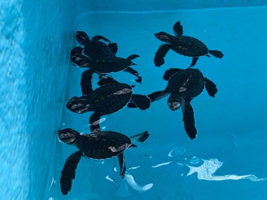 父島 島内観光チャーター1日 展望台からの絶景や自然をご家族やご友人同士で満喫！＜1日／父島内送迎付／小笠原諸島・父島発＞by 小笠原ボニネンシストラベル