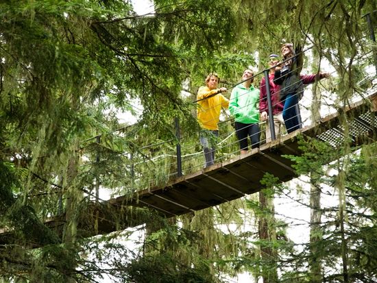 TreeTrek Suspended