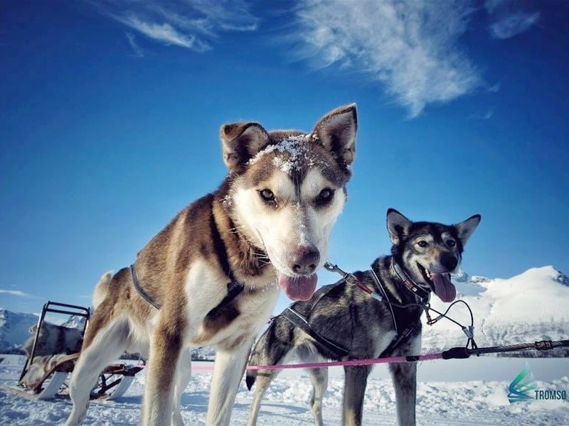 雪原を犬ぞりで駆け抜ける！ハスキーサファリツアー 昼食＆温かい