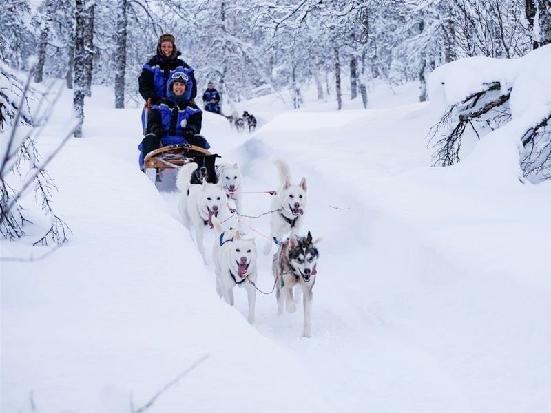 犬ぞり／ハスキー牧場 | ノルウェー 旅行の観光・オプショナルツアー
