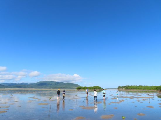 小浜島マングローブ探検ツアー　いろんな生き物が生息する干潟をガイドがご案内！見て、聞いて、体験して自然を感じよう＜1歳から参加OK／2時間／ホテル送迎可＞