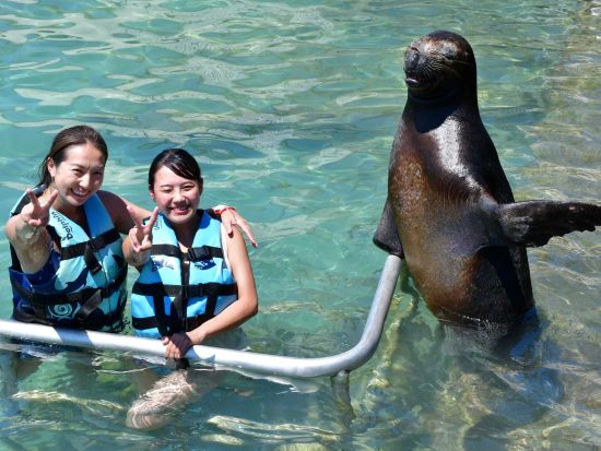 イスラ・ムへーレス島でイルカやマナティーとふれあい体験　選べるプランあり＜英語インストラクター／カンクン発＞