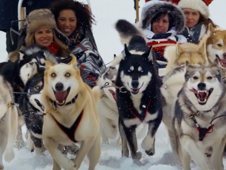 バルマウント 犬ぞり体験 雪景色の中を駆ける60分 ＜12～3月／英語